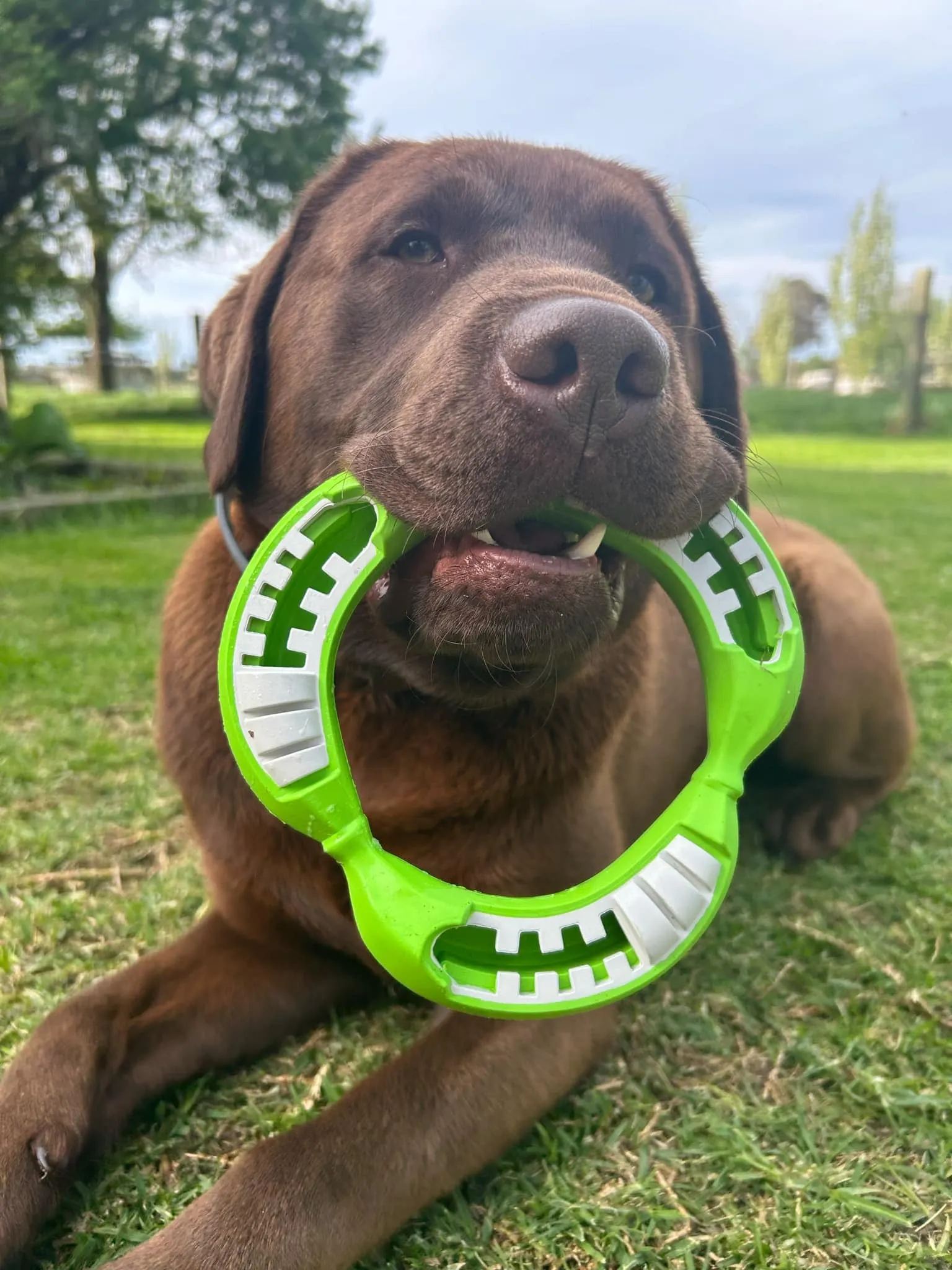 Natural Rubber Banana Ring Treat Release Toy